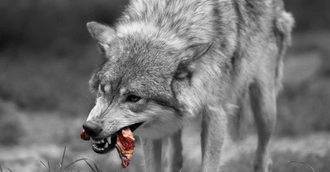 foto: Obraz H. Hach z Pixabay