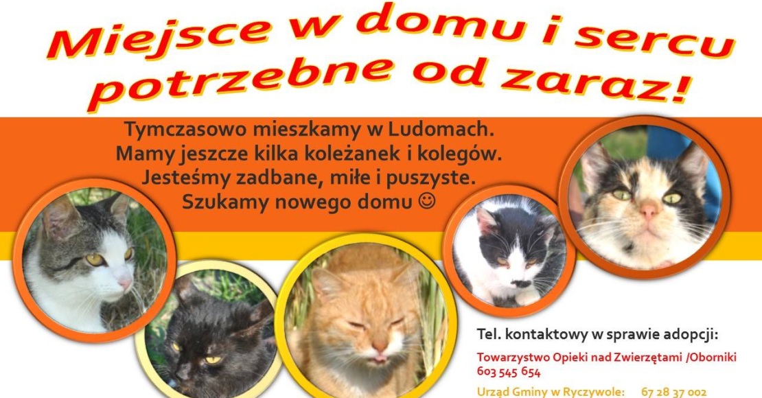 Akcja adopcyjna kotow w Ludomach