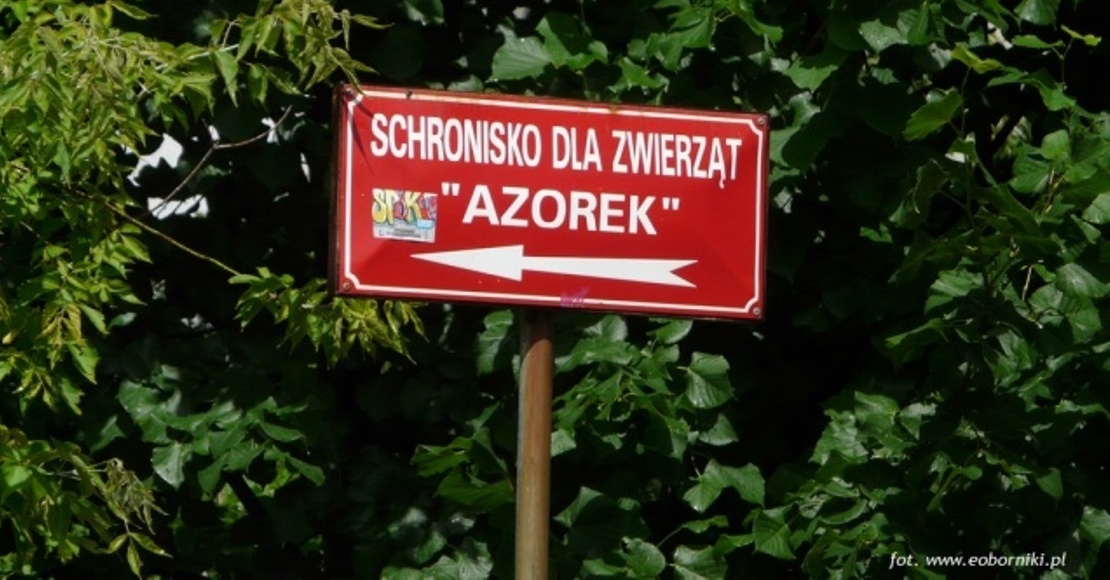 przebuduja w koncu obornickie schronisko azorek