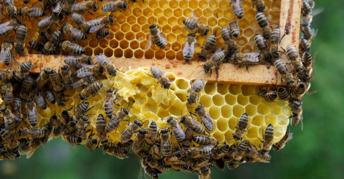 Święto pszczelarzy w Sielinku. Forum Pszczelarskie odbędzie się 15 kwietnia