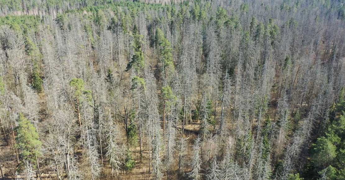 Ekoaktywiści zdobyli kolejny przyczółek w przejęciu polskich lasów