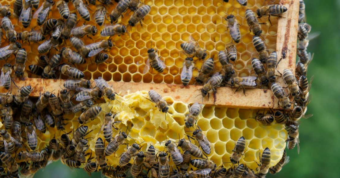 foto: &nbsp;Amest Otwock sp. z o.o.