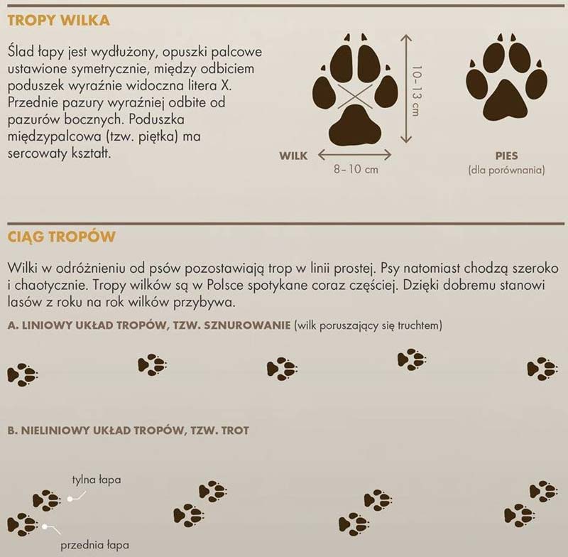 foto: Lasy Państwowe foto: Lasy Państwowe