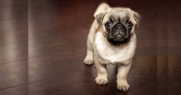 Dwie odsłony psiego fryzjerstwa