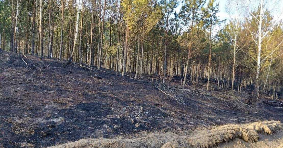 pożar lasu, foto:N-ctwo Oborniki