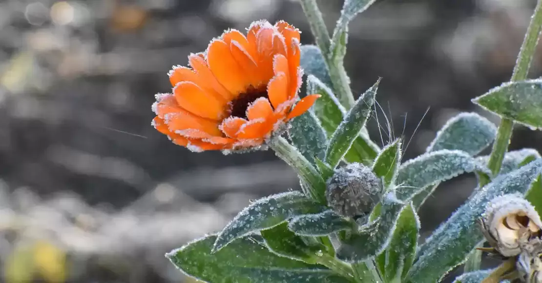 Uwaga możliwe przymrozki!