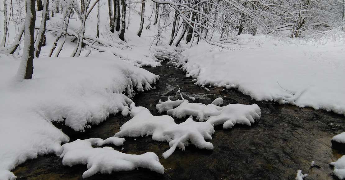 foto: RDLP Krosno