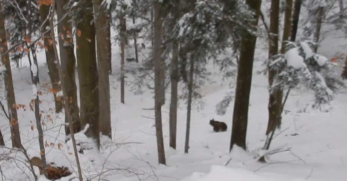 Atak wilków na niedźwiedzie